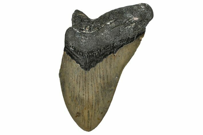 Partial, Fossil Megalodon Tooth - Serrated Blade #338582